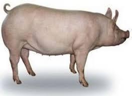 Корми білкові для свиней на відгодівлі