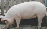 Корми білкові для свиней на відгодівлі, фото 2