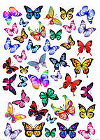 Бабочки 10