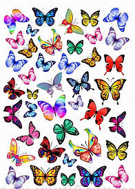 Метелики 10