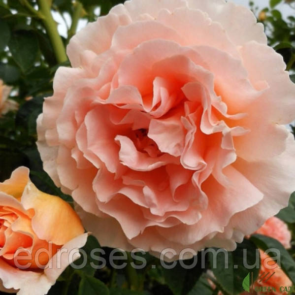 Полька (Rose Polka , Lord Byron, Polka 91 ), фото 1