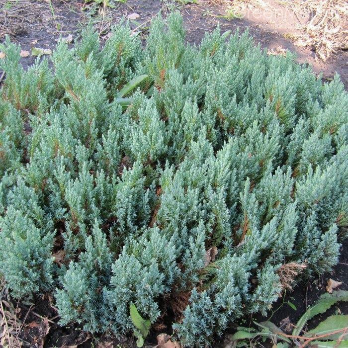 Саджанці Ялівцю горизонтального Грей Перл (Juniperus horisontalis Grey Pearl)