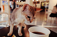 Чашка кави в «Cat cafe»