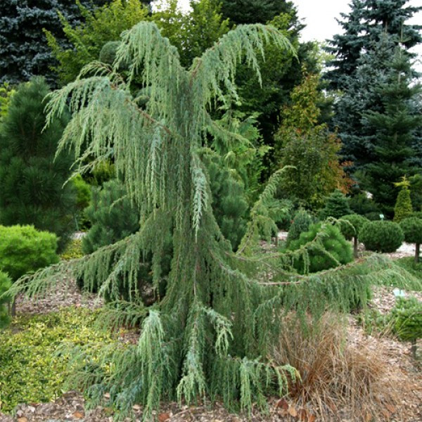 Саджанці Ялівцю звичайного Хорстманн (Juniperus communis Horstmann)
