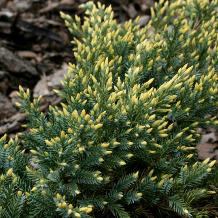 Саджанці Ялівцю лускатого Дрім Джой (Juniperus squamata Dream Joy)