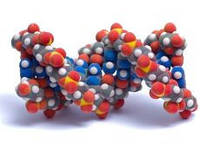 Для чого потрібні амінокислоти спортсменам