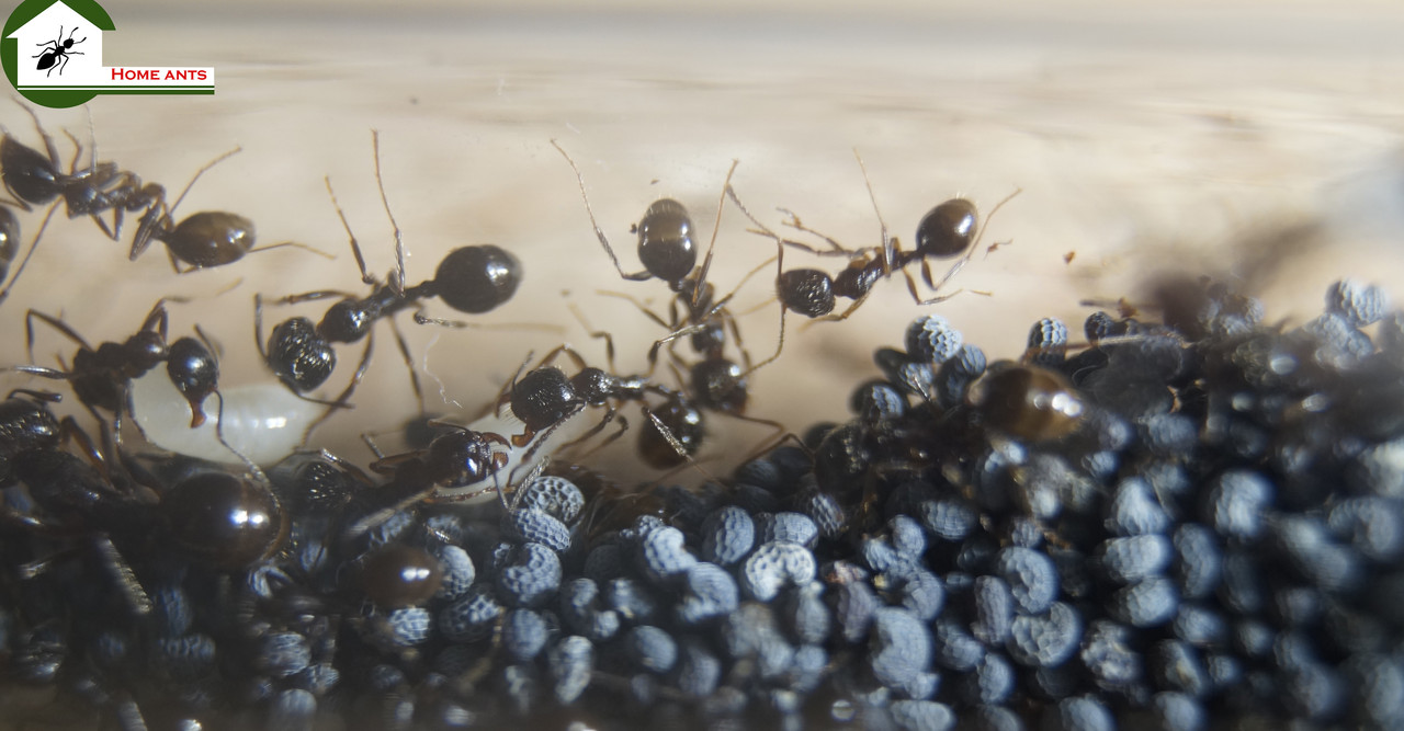 Messor structor ( мессор структор ) Жнець. Чорні , матка + 40-60 робочих та солдатів, фото 1