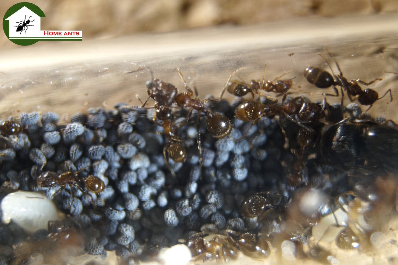 Messor structor ( мессор структор ) Жнець. Коричневі , матка + 40-60 робочих та солдатів, фото 1