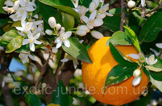 Апельсин474 Невіл (Citrus sinensis 'Washington navel) 95-100 см. Кімнатний