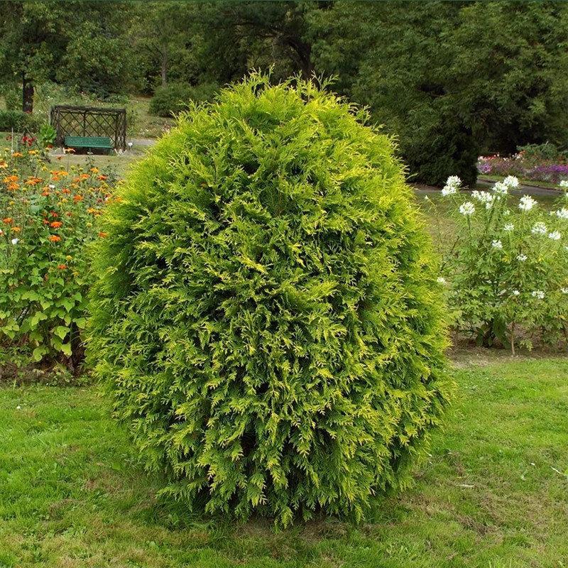 Саджанці Туї західної Вагнери (Thuja occidentalis Wagneri)