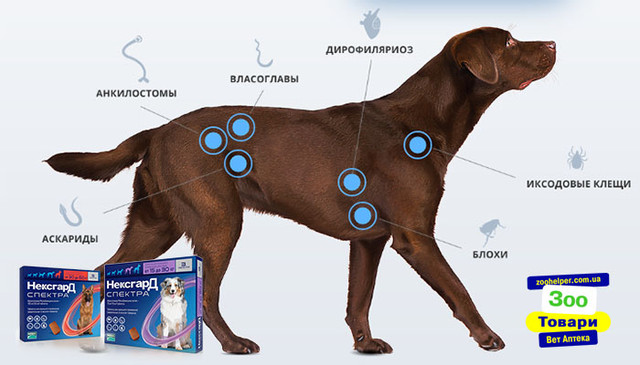 Від якихось паразитів використовується Нексгард Спектру в Україні Від якихось паразитів використовується Нексгард Спектру в Україні