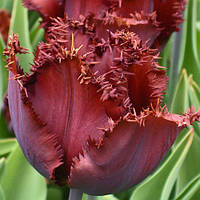 Луковиці тюльпанів бахромчастий Black Jawel 10/11 30 шт.