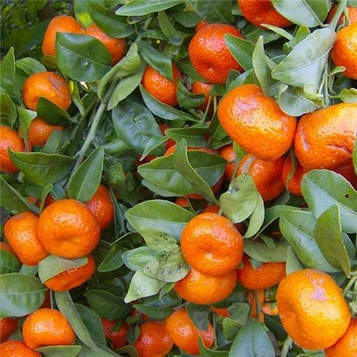 Саджанці мандарина Абхазького- раннього, ароматний, соковитий