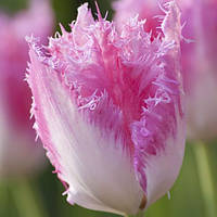 Луковиці тюльпанів бахромчастий Fancy Frils 10/11 30 шт.