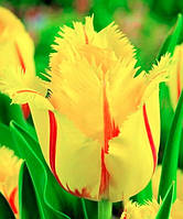 Луковиці Тюльпан Бахромчастий Flamenco 3 шт.