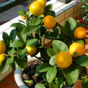 Саджанці Грейфрута