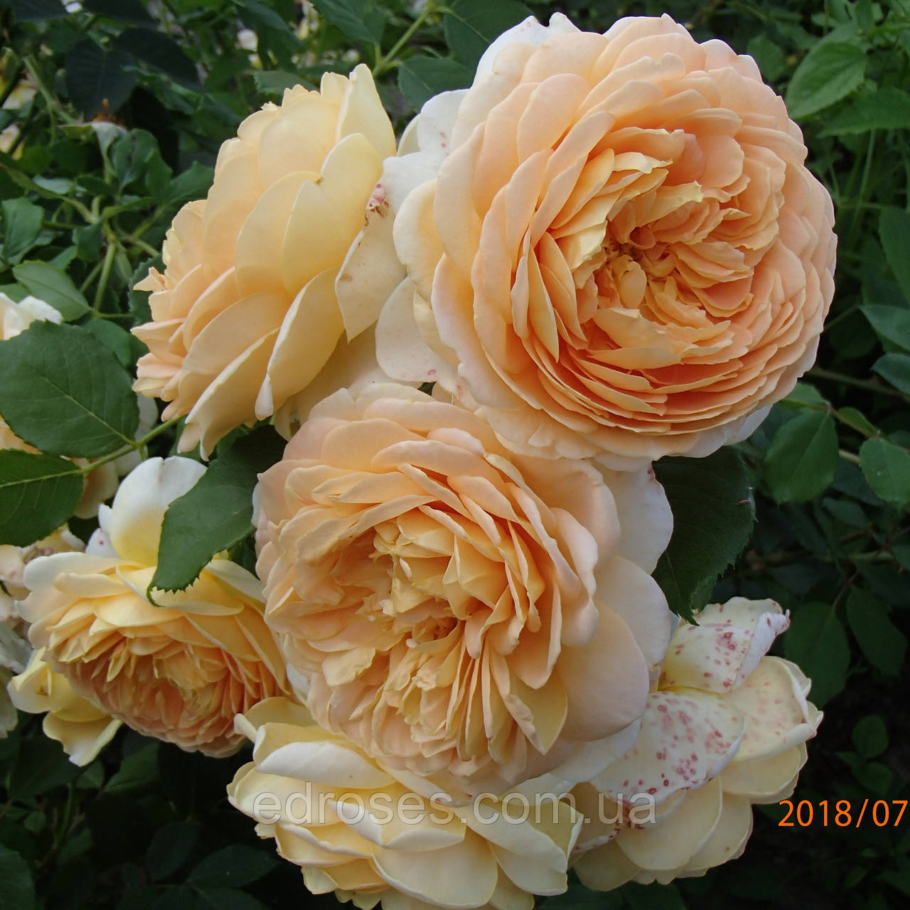 Тісінг Джорджія (Teasing Georgia), фото 1