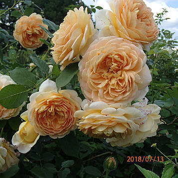 Тісінг Джорджія (Teasing Georgia)