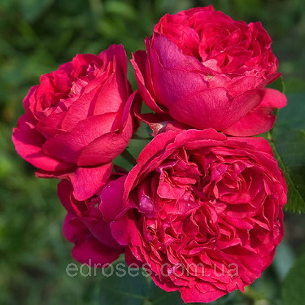 Ред Еден-(Red Eden) — Ерік Табарлі (Eric Tabarly), фото 1