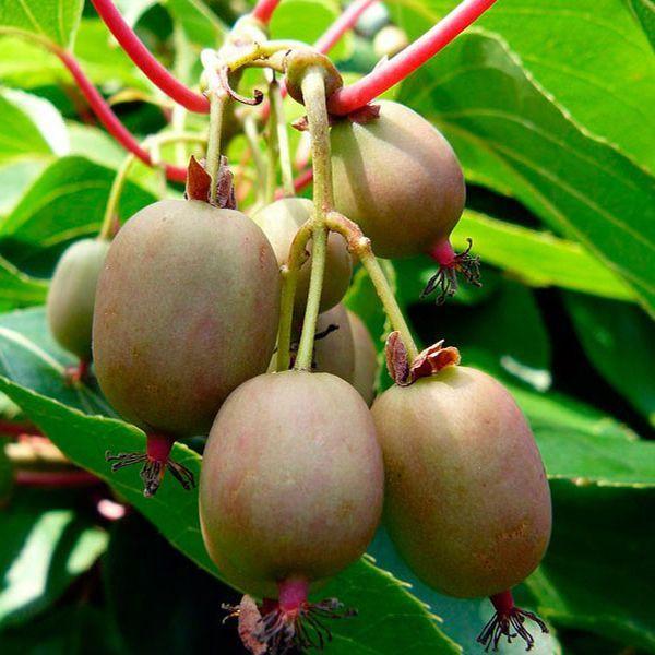 Саджанці актинідії (ківі) Самоплідна (Self-fertile) - самоплідна, крупноплідна, морозостійка, фото 1