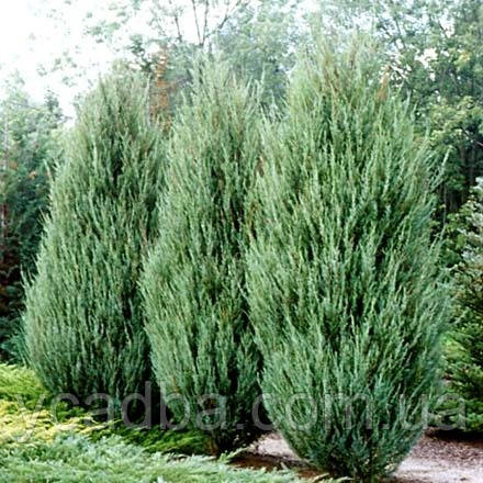 Ялівець скельний Скайрокет (горщик 0,5л), фото 1