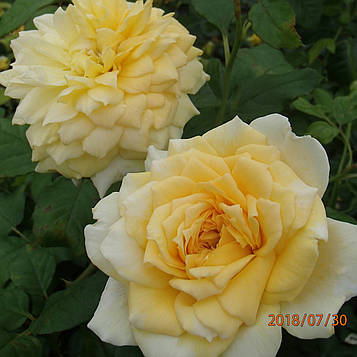 Жоель Маруані (Joelle Marouani)