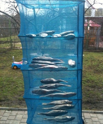 Сушарка для риби, грибів, сухофруктів 45*45*100 на 5 полиць, фото 1