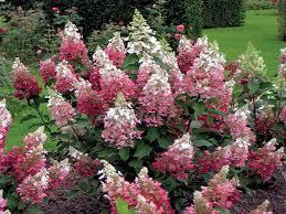 Гортензія метильчаста Пінкі Вінкі (Pinki Vinki 27) (контейнер 0,5л), фото 1