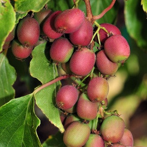 Саджанці актинідії (ківі) Ананасна (Ananasnaya) - жіночий сорт, морозостійка, урожайна