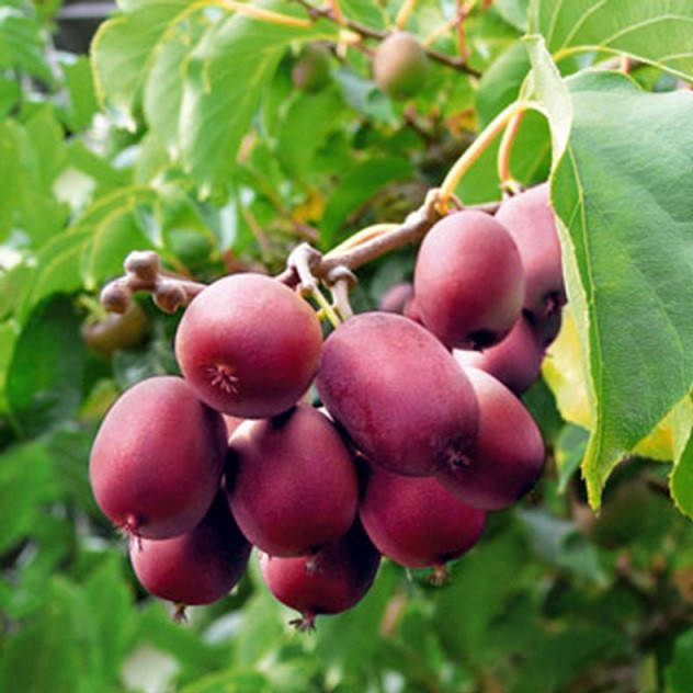 Презервативсіз бірінші рет жыныстық қатынас Порно жігіттер