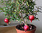 Саджанці кімнатного Граната 4-річний - скоростиглий, їстівний, фото 3