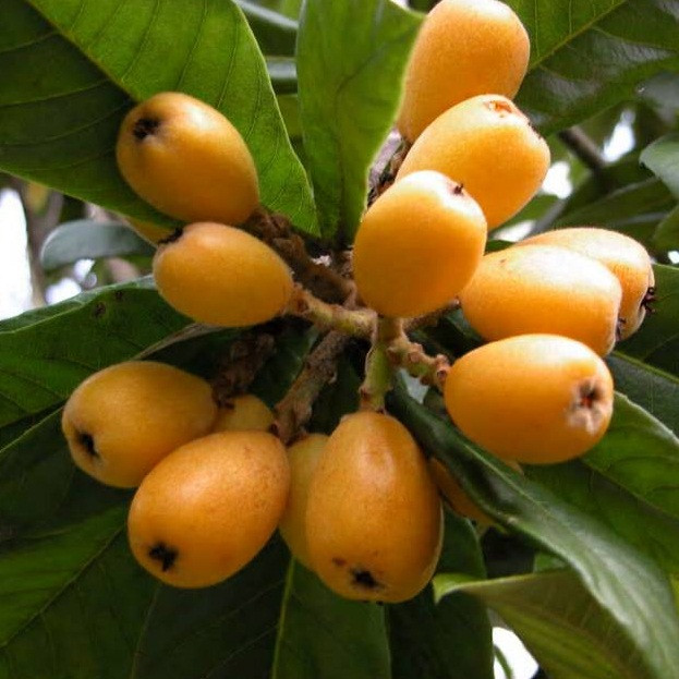 Саджанці Мушмули Японської ( Eriobotrya japonica)