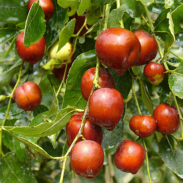 Саджанці Зизифуса Я-цзао (сіянець) - ранній, високоврожайний, круглоплодный (унабі, фініка, жужуба)