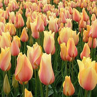 Цибулини тюльпанів гігантських Blashing Beauty 10/11 30 шт