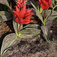 Цибулини тюльпанів Грейга Ali Baba 10/11 30 шт