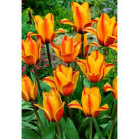 Луковиці тюльпанів Грейга Cape Cod 10/11 30 шт.