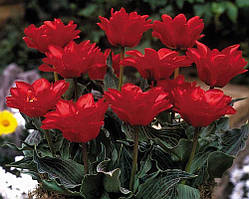 Луковиці тюльпанів Грейга Double Red Riding Hood 10/11 30 шт.