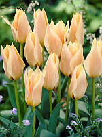 Цибулини тюльпанів Грейга Fue Flise 10/11 30 шт