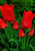 Луковиці тюльпанів Грейга Orange Toronto 10/11 30 шт.