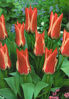 Луковиці тюльпанів Грейга Pinocchio 10/11 30 шт.