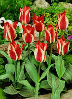 Луковиці тюльпанів Грейга Playsir 30 шт.