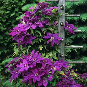 Клематис Каспер, фото 1