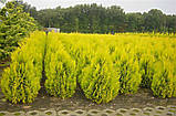 Туя складана Форевер Голді С2 25-30 см (Thuja plicata Goldy), фото 3