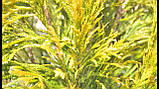 Туя складана Форевер Голді С2 25-30 см (Thuja plicata Goldy), фото 4