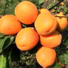 Саджанці абрикоса канадської селекції Харгранд (Хар Гранд) - пізнього строку, зимостійкий, невибагливий.