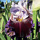 Ірис Megarich Мегарич (Blyth 2012) (сажінки), фото 2