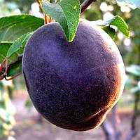 Саженцы абрикоса Чёрный Бархат - поздний, неприхотливый, урожайный.
