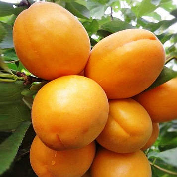 Саджанці абрикоса Голд Річ - середнього терміну, зимостійкий, невибагливий.