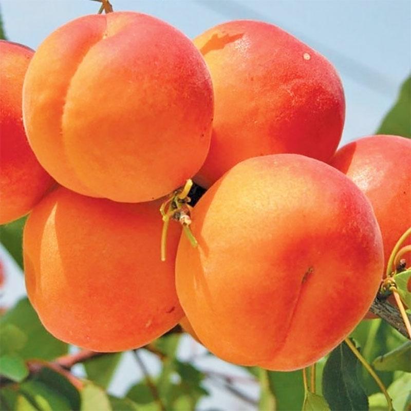 Саджанці Абрикоса Кіото - середній, урожайний, зимостійкий, фото 1