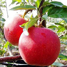 Яблуня Гала Маст/Регал Принц (зимова)